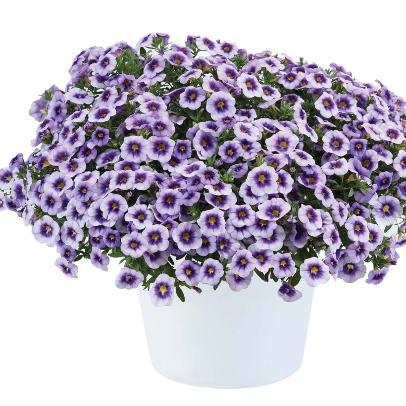 Calibrachoa Eyeconic Purple - Mini-pétunia (Plant habit)