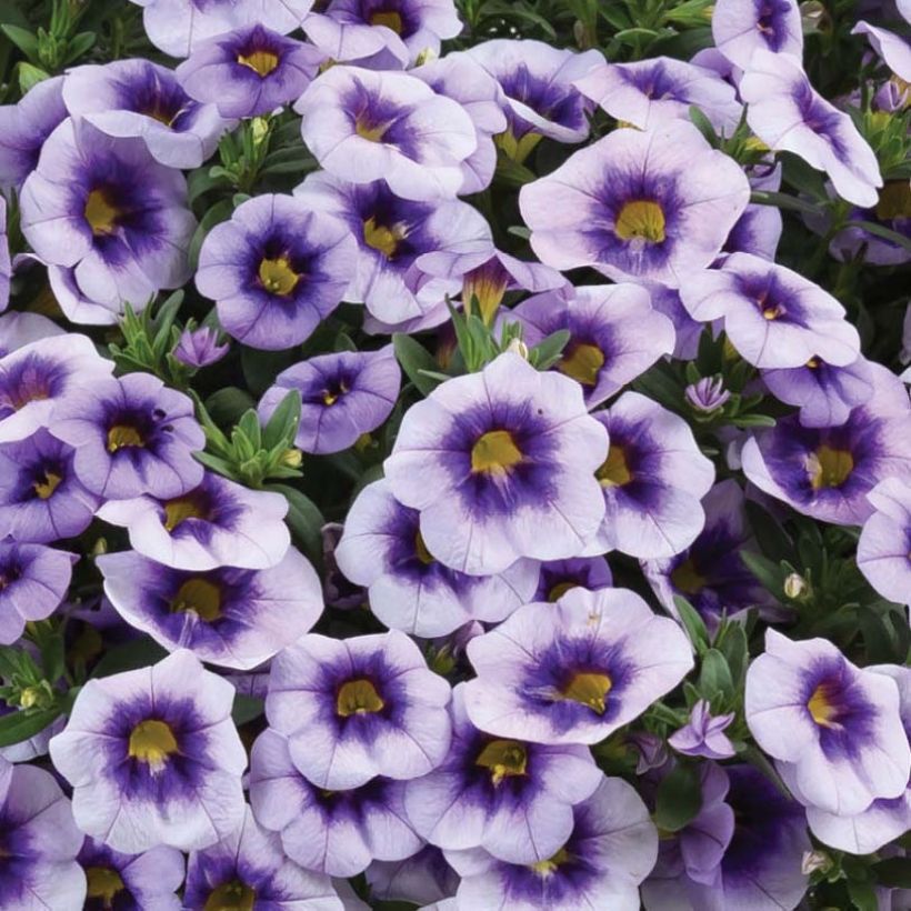 Calibrachoa Eyeconic Purple - Mini-pétunia (Flowering)