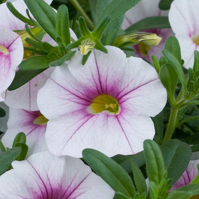 Calibrachoa Noa Almond Blossom - Mini-pétunia (Flowering)