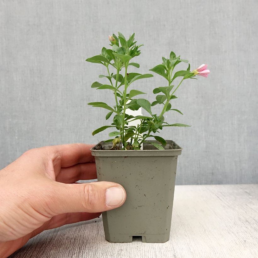 Spécimen de Calibrachoa Noa Bubblegum - Mini-pétunia Godet de 8/9 cm tel que livré au printemps