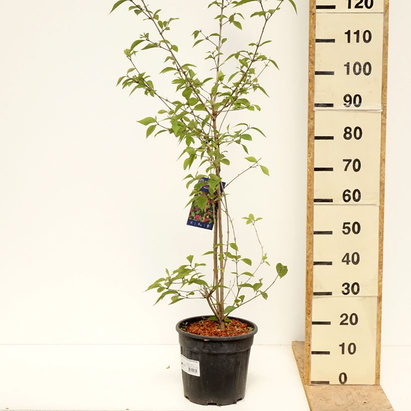 Example of Callicarpa bodinieri Imperial Pearl Pot de 7,5L/10L as you get in printemps