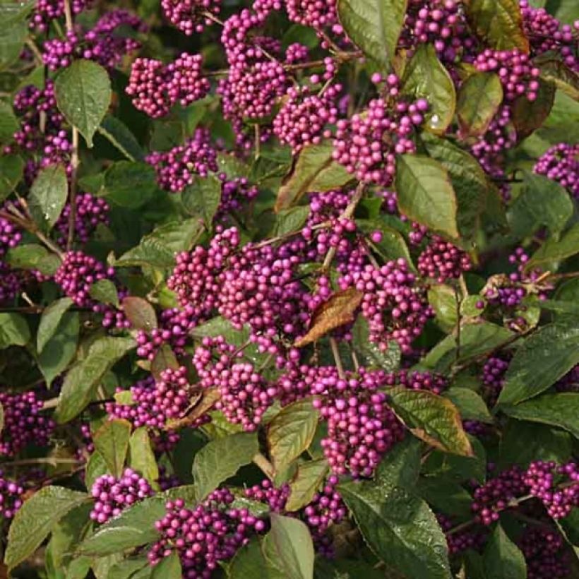 Callicarpa bodinieri Profusion - Arbuste aux bonbons (Flowering)