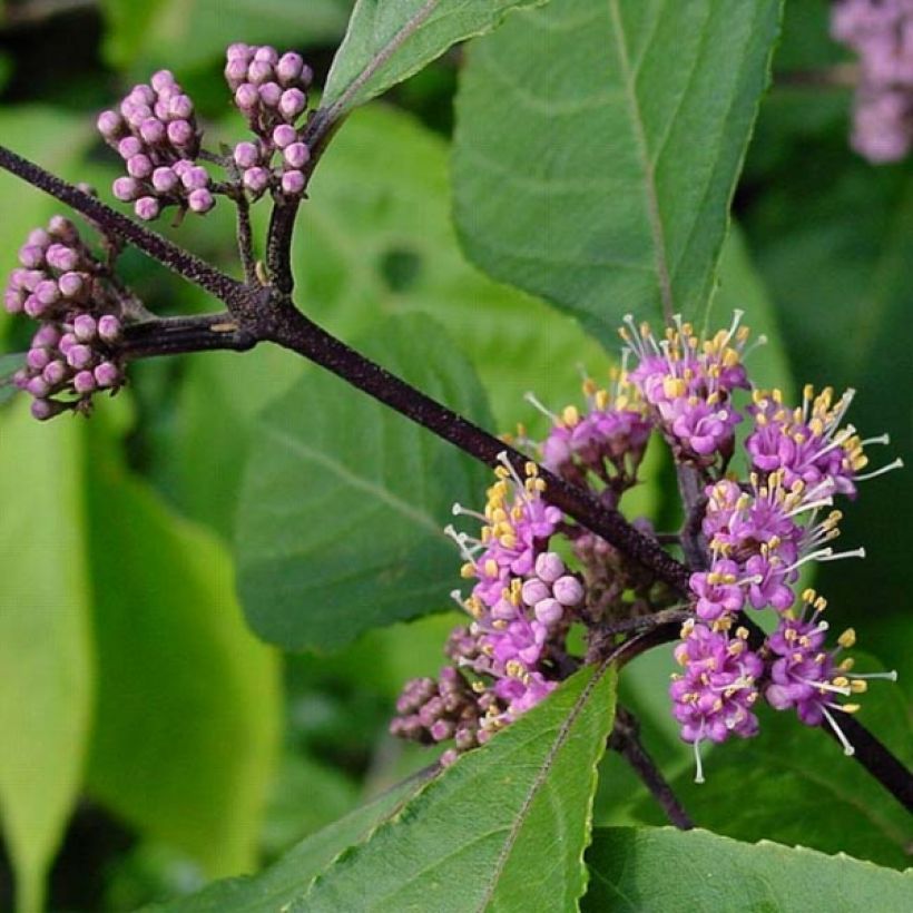 Callicarpa bodinieri Profusion - Arbuste aux bonbons (Foliage)