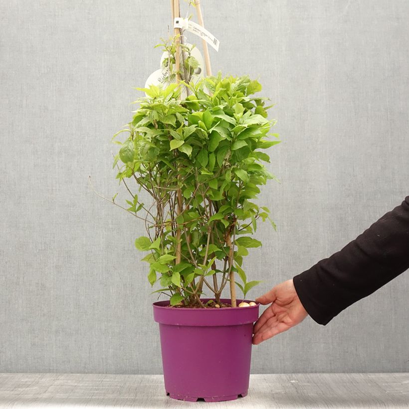 Example of Callicarpa bodinieri Liebespaar - Arbuste aux bonbons Pot de 7,5L/10L as you get in printemps