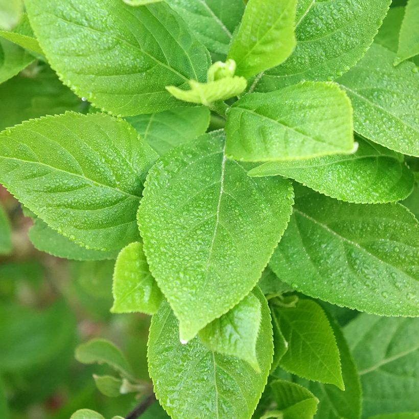 Callicarpa bodinieri Liebespaar - Arbuste aux bonbons (Foliage)