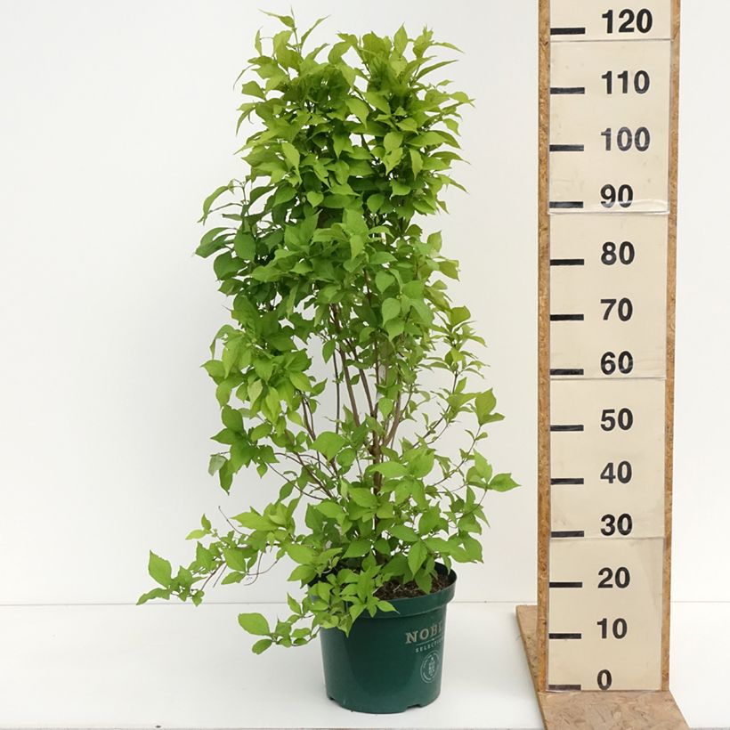 Example of Callicarpa bodinieri Magical Snowqueen  Pot de 7,5L/10L as you get in printemps