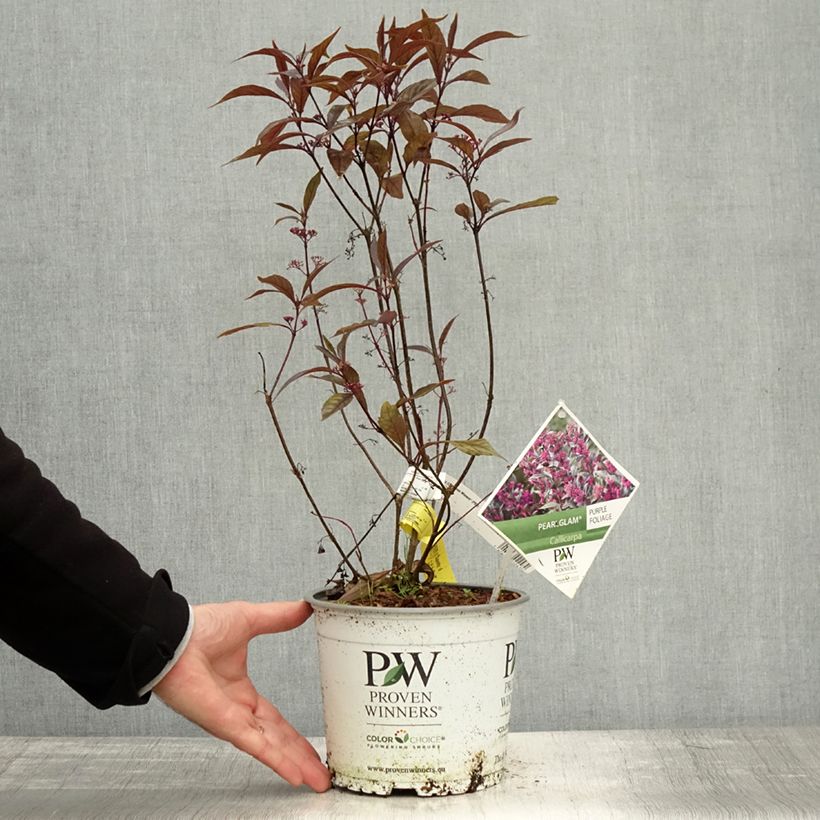 Spécimen de Callicarpa bodinieri Pearl Glam Pot de 7,5L/10L tel que livré en automne