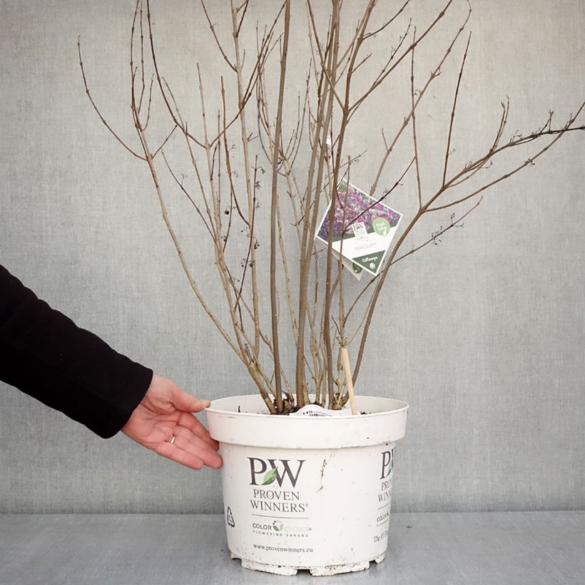 Spécimen de Callicarpa bodinieri Pearl Glam Pot de 7,5L/10L tel que livré en hiver