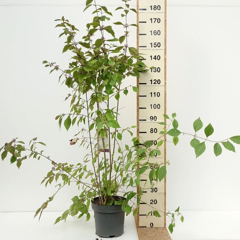 Spécimen de Callicarpa bodinieri Profusion - Arbuste aux bonbons Pot de 12L/15L tel que livré en été