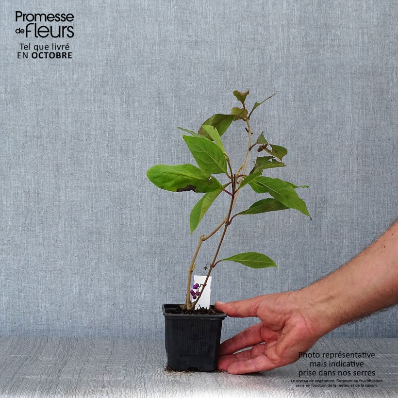 Spécimen de Callicarpa bodinieri Profusion - Arbuste aux bonbons Godet de 8/9 cm tel que livré en automne
