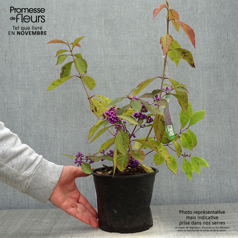 Spécimen de Callicarpa bodinieri Profusion - Arbuste aux bonbons Pot de 2L/3L tel que livré en automne