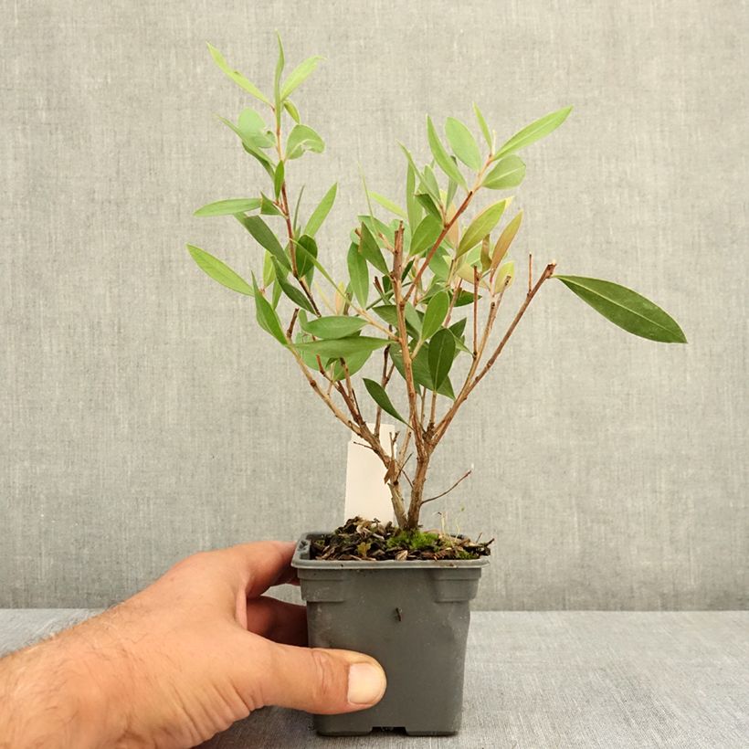 Spécimen de Callistemon citrinus Splendens - Rince-bouteille Godet de 8/9 cm tel que livré en été