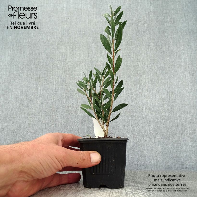 Spécimen de Callistemon Inferno - Rince bouteille Godet de 8/9 cm tel que livré en automne