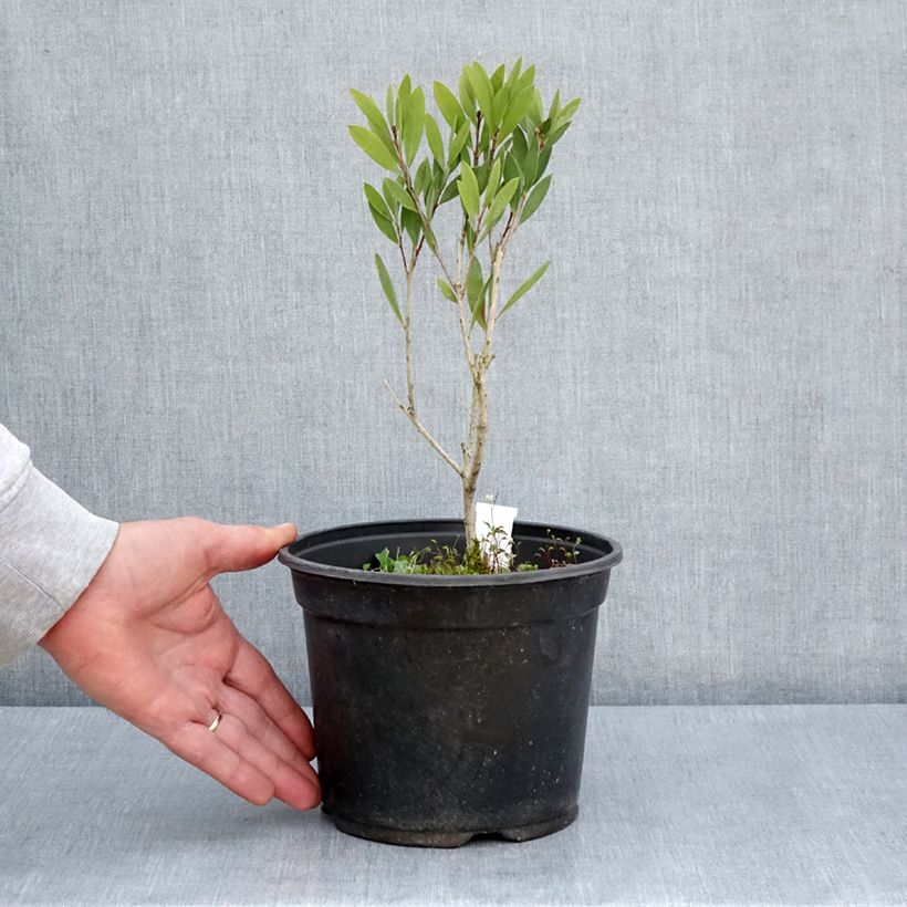 Example of Callistemon Inferno - Rince bouteille Pot de 3L/4L as you get in printemps