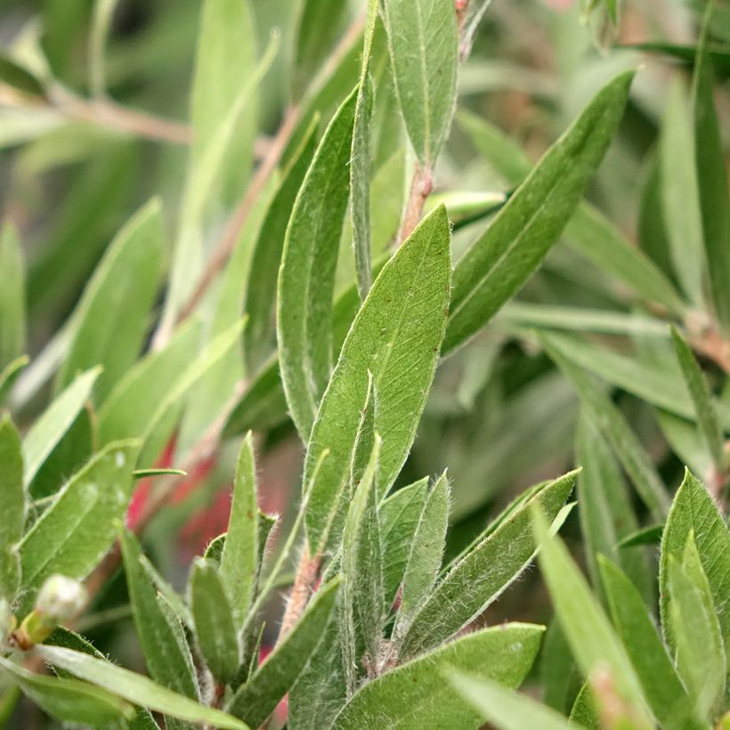 Callistemon Outback Fire - Rince bouteille (Feuillage)