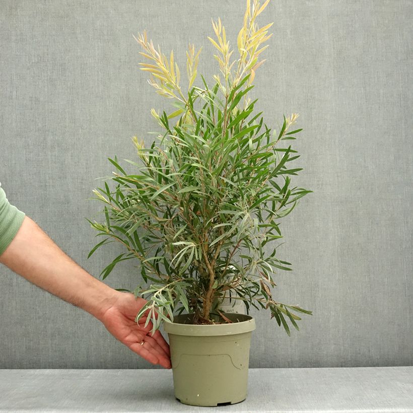 Spécimen de Callistemon Outback Flame - Rince bouteille Pot de 3L/4L tel que livré au printemps