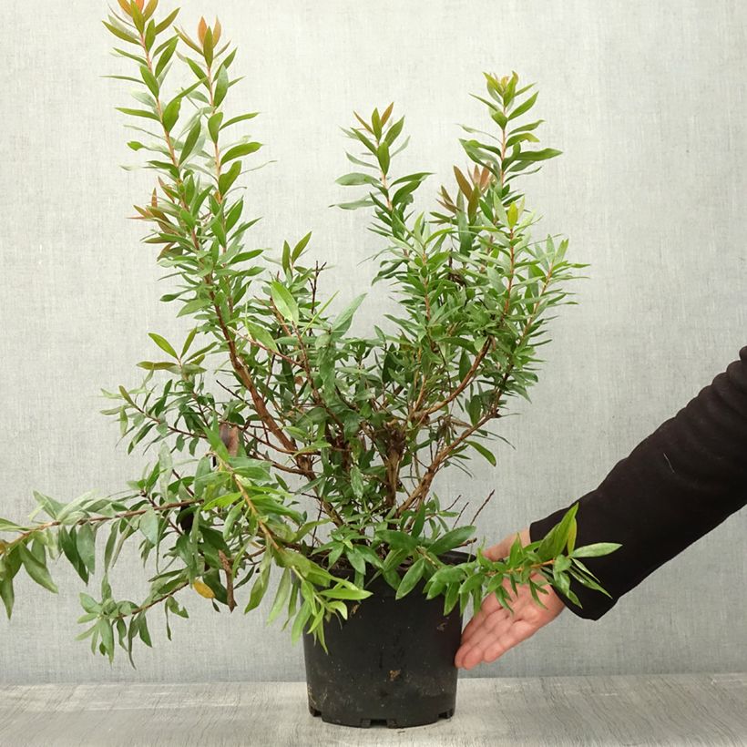 Spécimen de Callistemon Red rocket - Rince bouteille Pot de 3L/4L tel que livré en automne