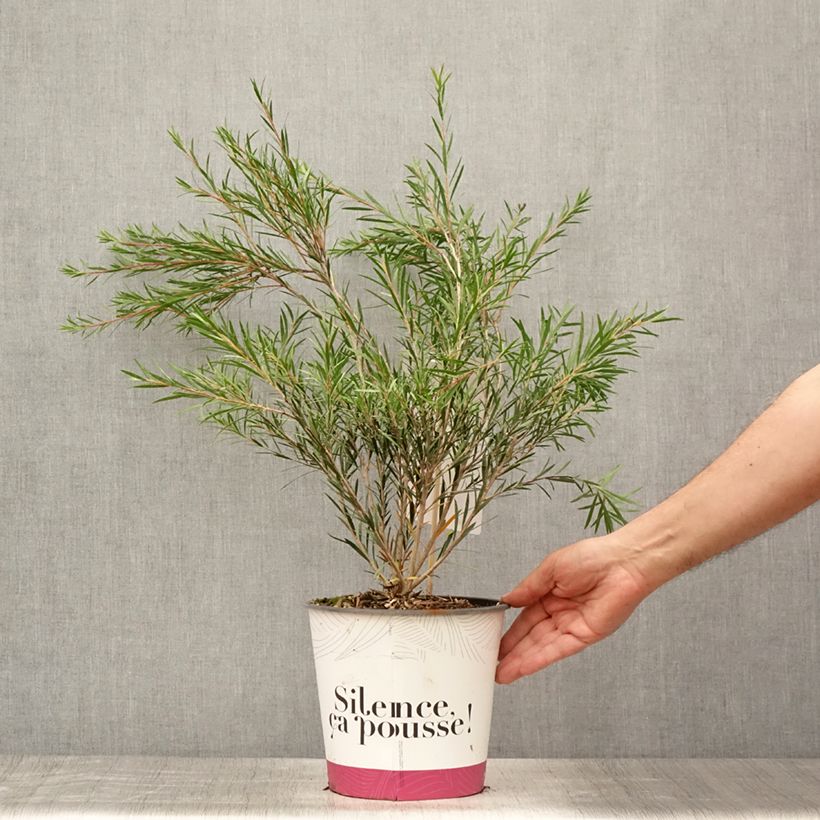 Spécimen de Callistemon rigidus - Rince-bouteille Pot de 4L/5L tel que livré en été