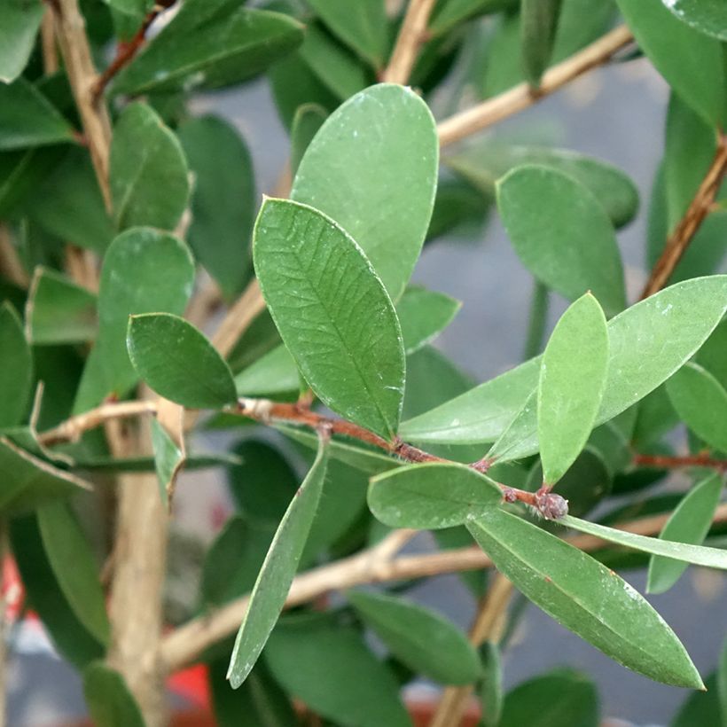 Callistemon viminalis Bright Pink - Rince bouteille pleureur (Foliage)