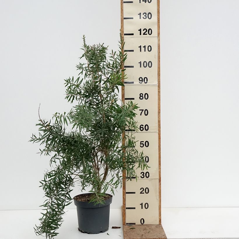 Example of Callistemon viminalis Hannah Ray - Rince-bouteille Pot de 7,5L/10L as you get in hiver