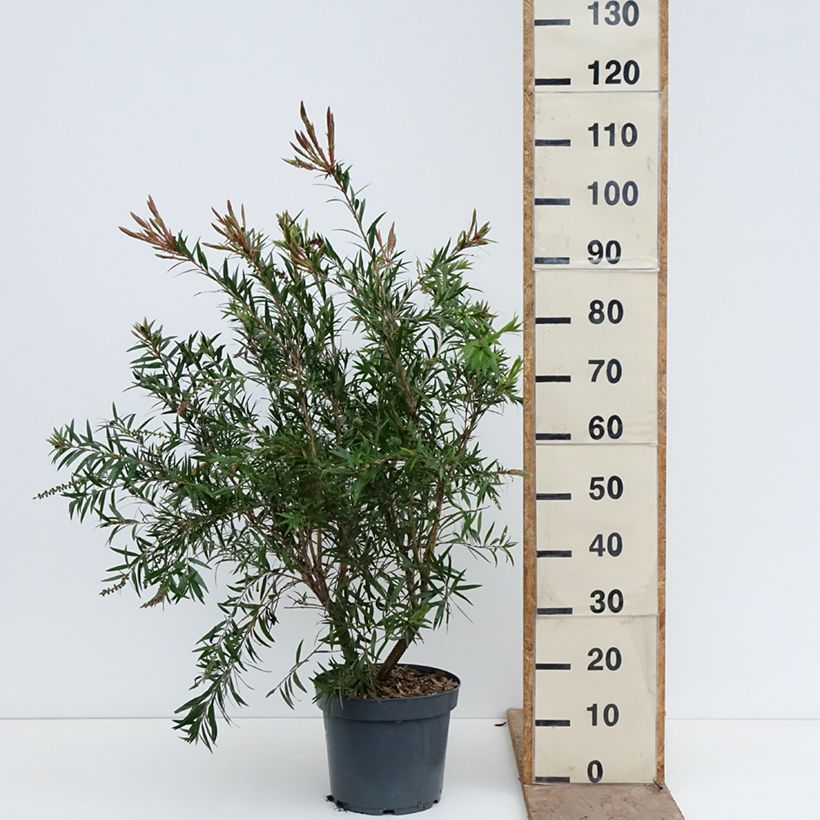 Spécimen de Callistemon viminalis Hannah Ray - Rince-bouteille Pot de 7,5L/10L tel que livré au printemps