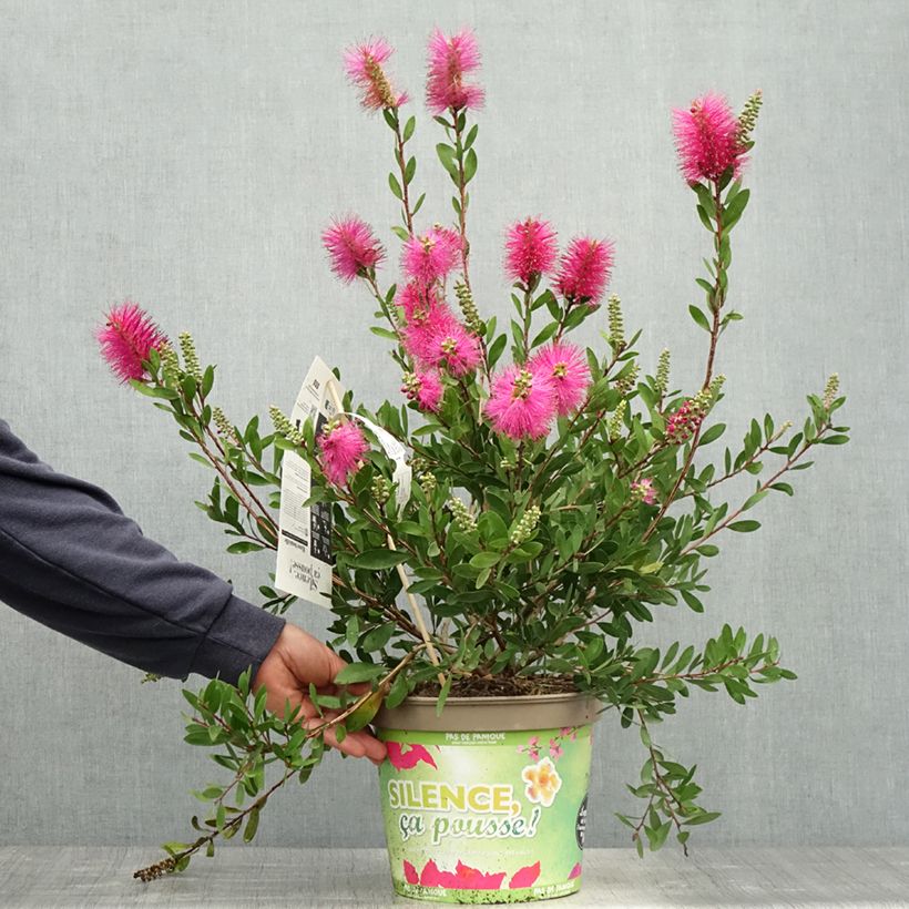 Example of Callistemon viminalis Hot Pink – Rince bouteille Pot de 6L/7L as you get in printemps