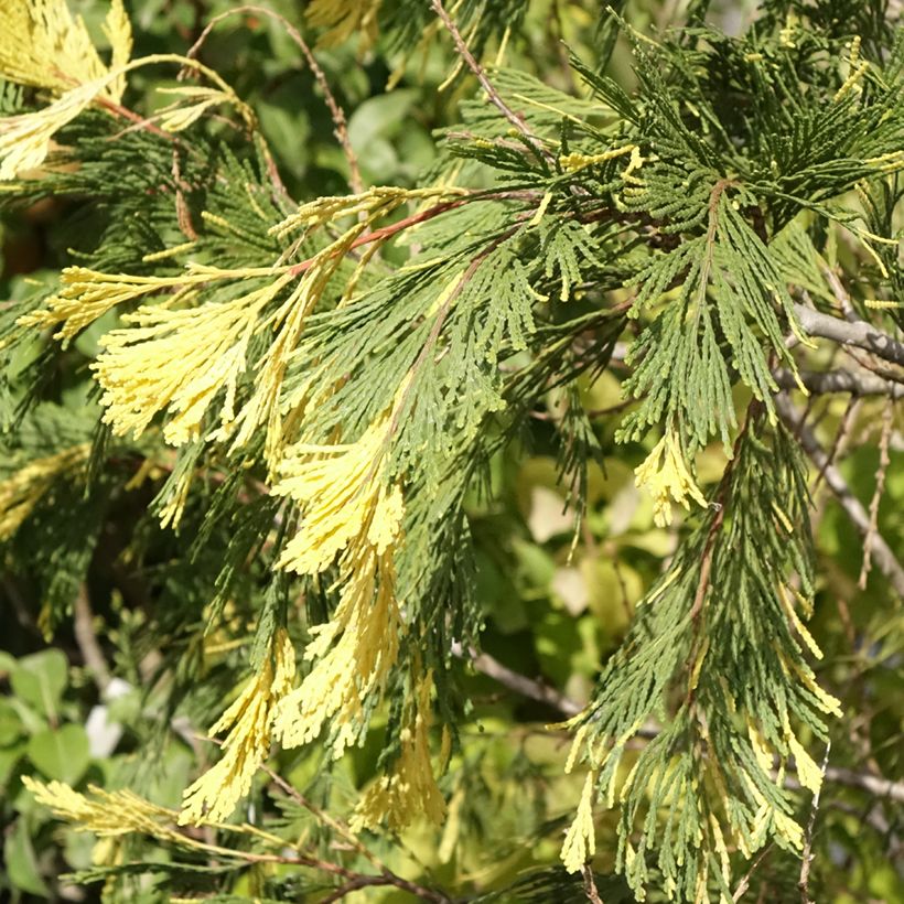 Calocedrus decurrens Aureovariegata - Cèdre blanc de Californie (Foliage)