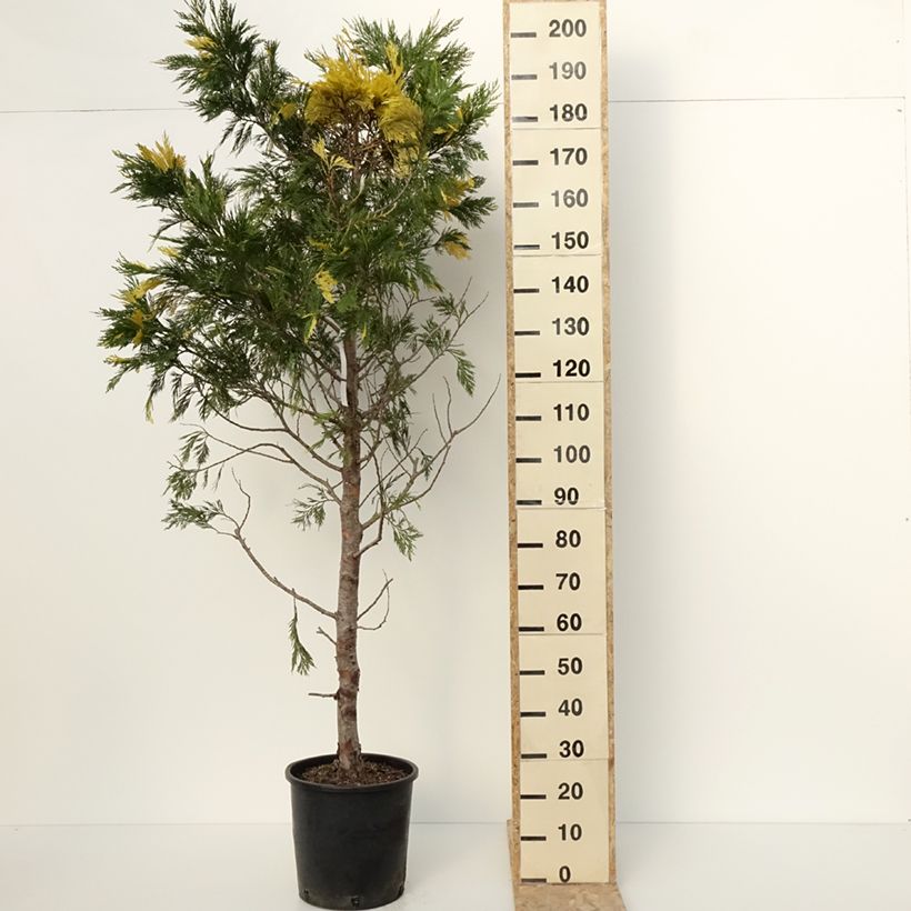 Spécimen de Calocedrus decurrens Aureovariegata - Cèdre blanc de Californie Pot de 18L/20L tel que livré en hiver