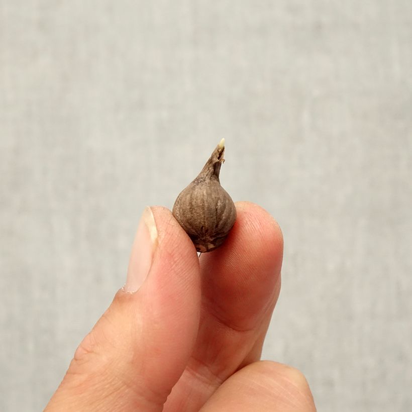 Spécimen de Calochortus Cupido - Tulipe des Mormons Bulbe calibre 4+ tel que livré en automne