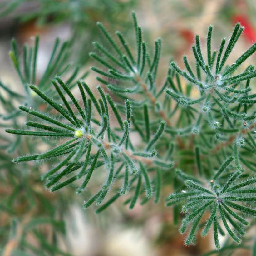Calothamnus quadrifidus Grey Form (= Grey Leaf)  (Foliage)