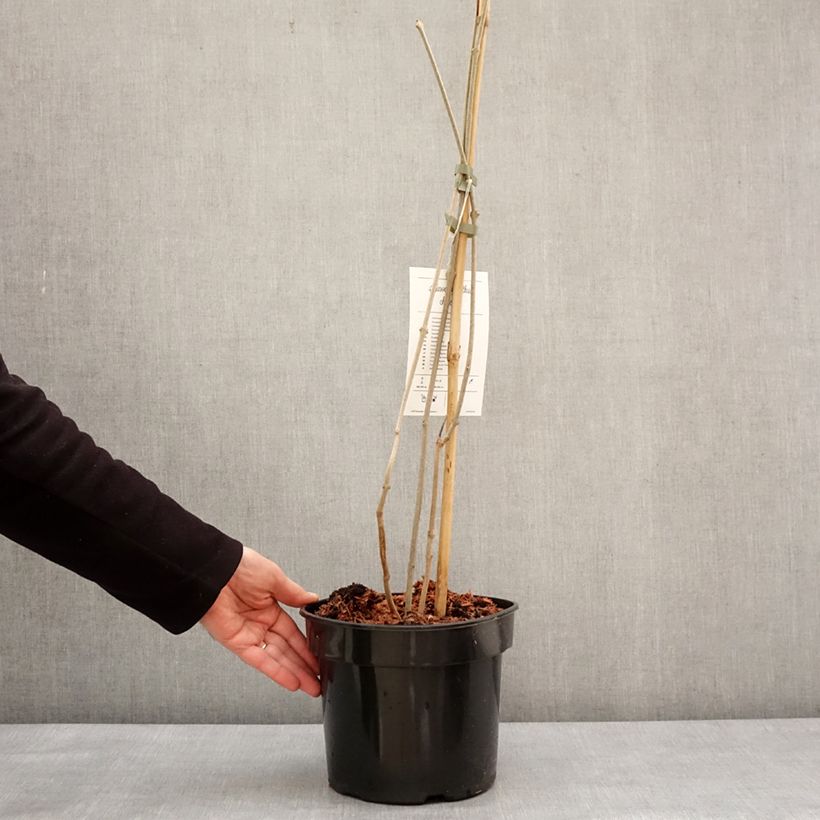 Example of Calycanthus chinensis - Arbre aux anémones Pot de 3L/4L as you get in hiver