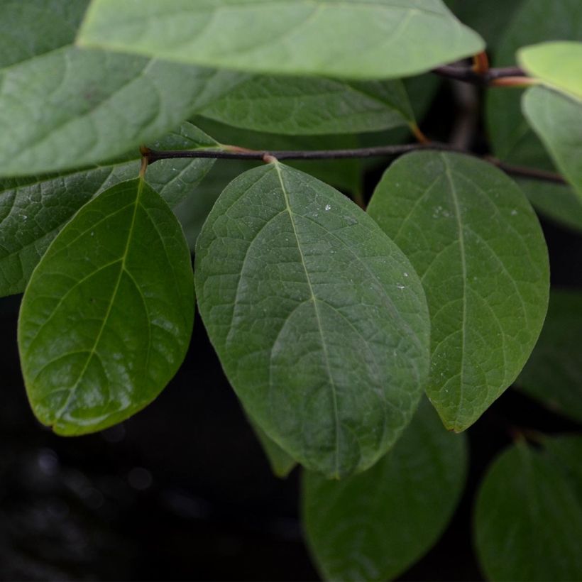 Calycanthus floridus - Arbre aux anémones (Foliage)