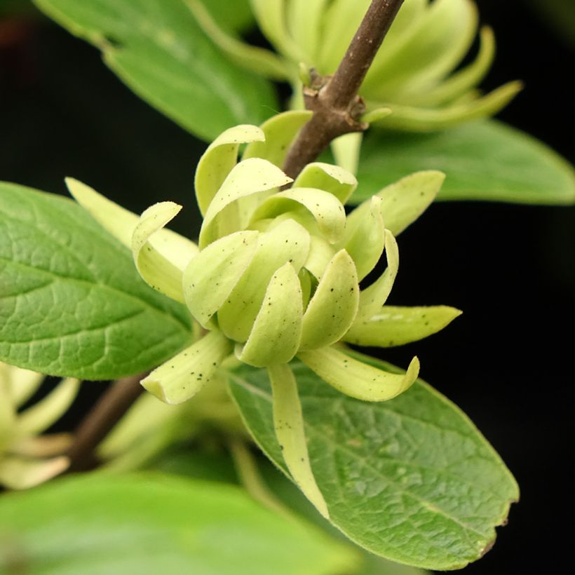Calycanthus floridus Athens - Arbre aux anémones (Floraison)