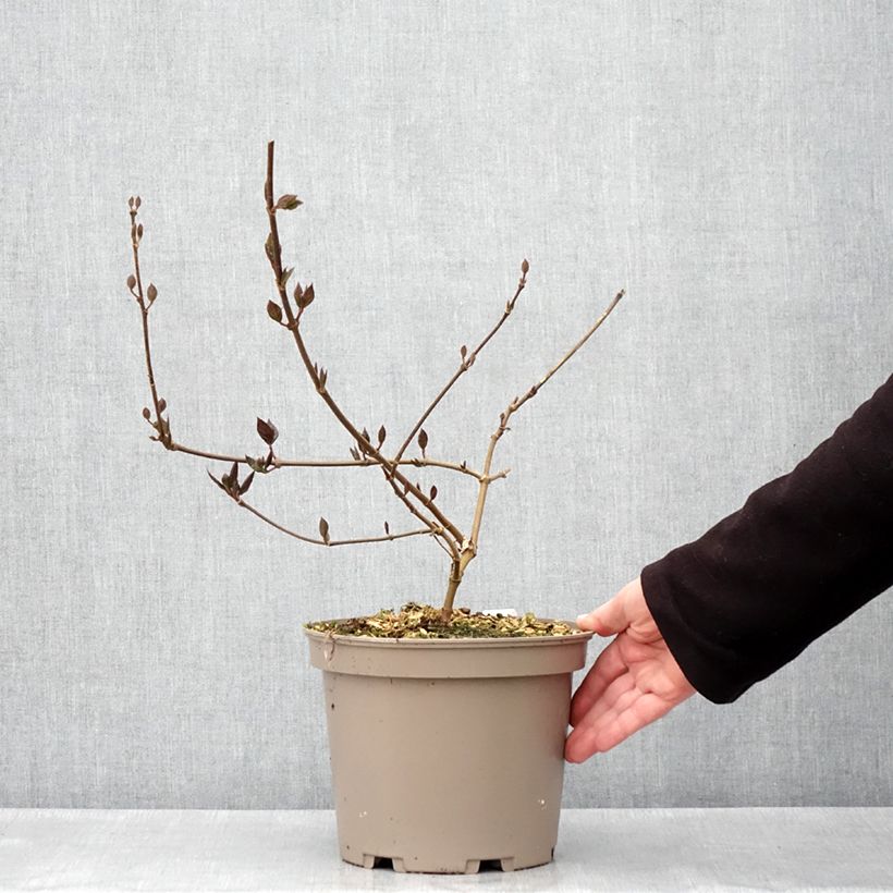 Spécimen de Calycanthus floridus Burgundy Spice - Arbre aux anémones Pot de 4L/5L tel que livré au printemps