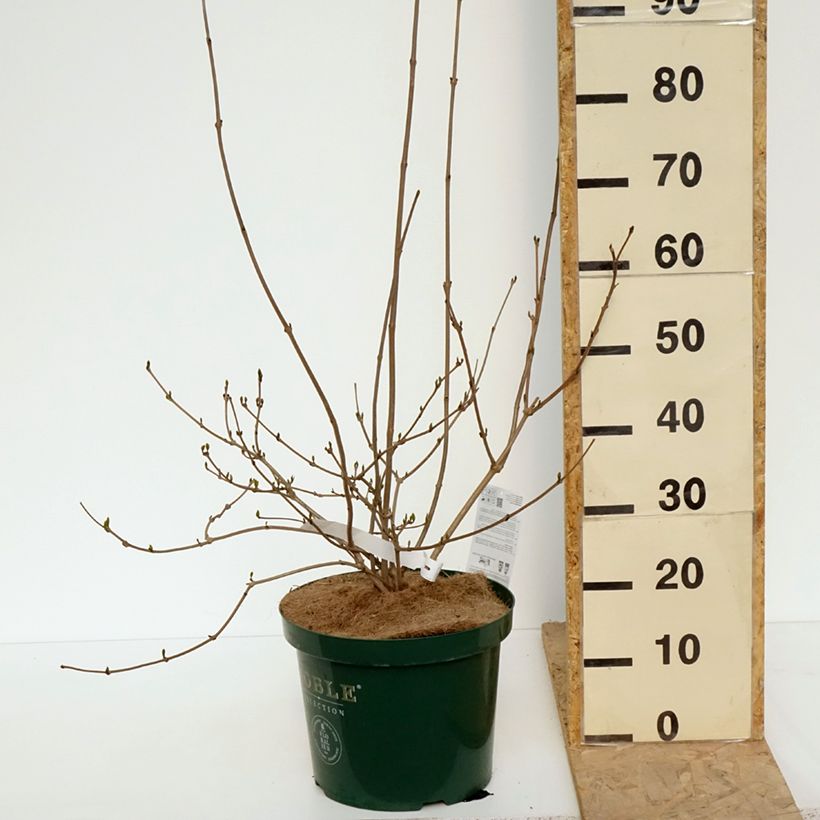 Spécimen de Calycanthus Venus - Arbre aux anémones Pot de 7,5L/10L tel que livré au printemps