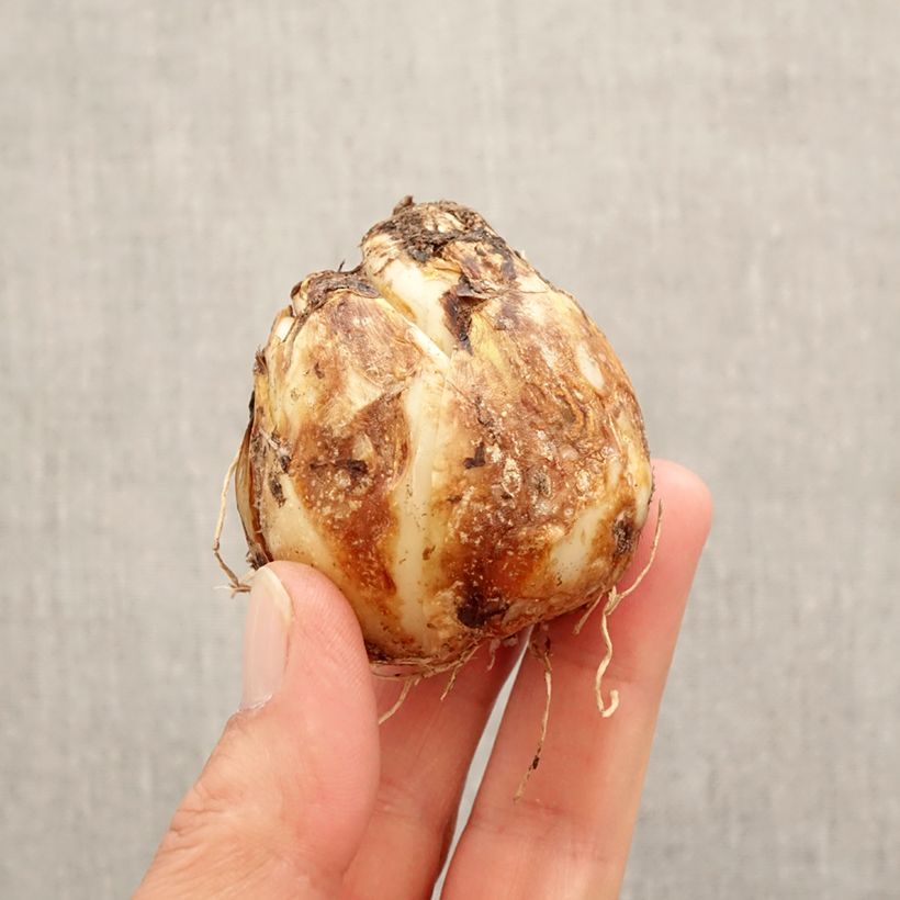 Example of Camassia Blue Heaven Bulbe calibre 14+ as you get in printemps