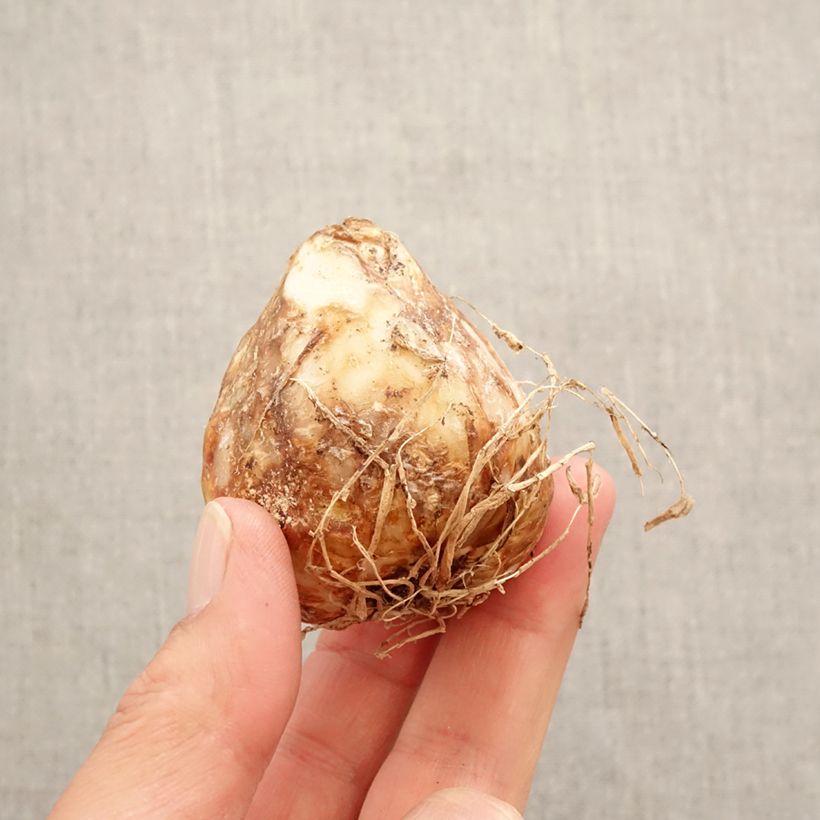 Example of Camassia leichtlinii Aurora Bulbe calibre 14+ as you get in printemps