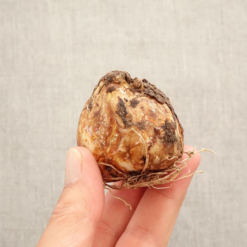 Example of Camassia leichtlinii Blanc Bulbe calibre 14+ as you get in printemps