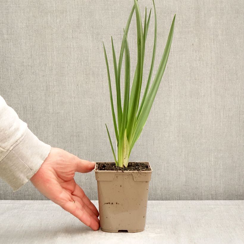 Spécimen de Camassia leichtlinii Blanc Pot de 12 cm / 13 cm calibre 14+ tel que livré au printemps