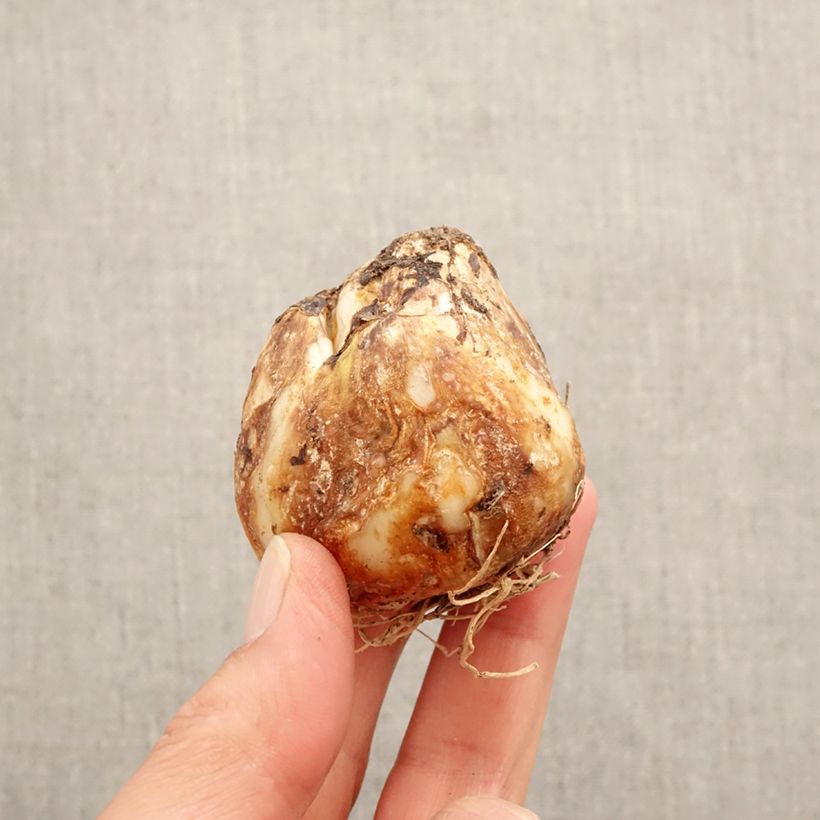 Example of Camassia leichtlinii Caerulea Bulbe size 14+ as you get in printemps