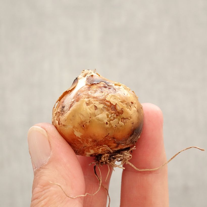 Example of Camassia leichtlinii Silk River Bulbe calibre 12+ as you get in printemps