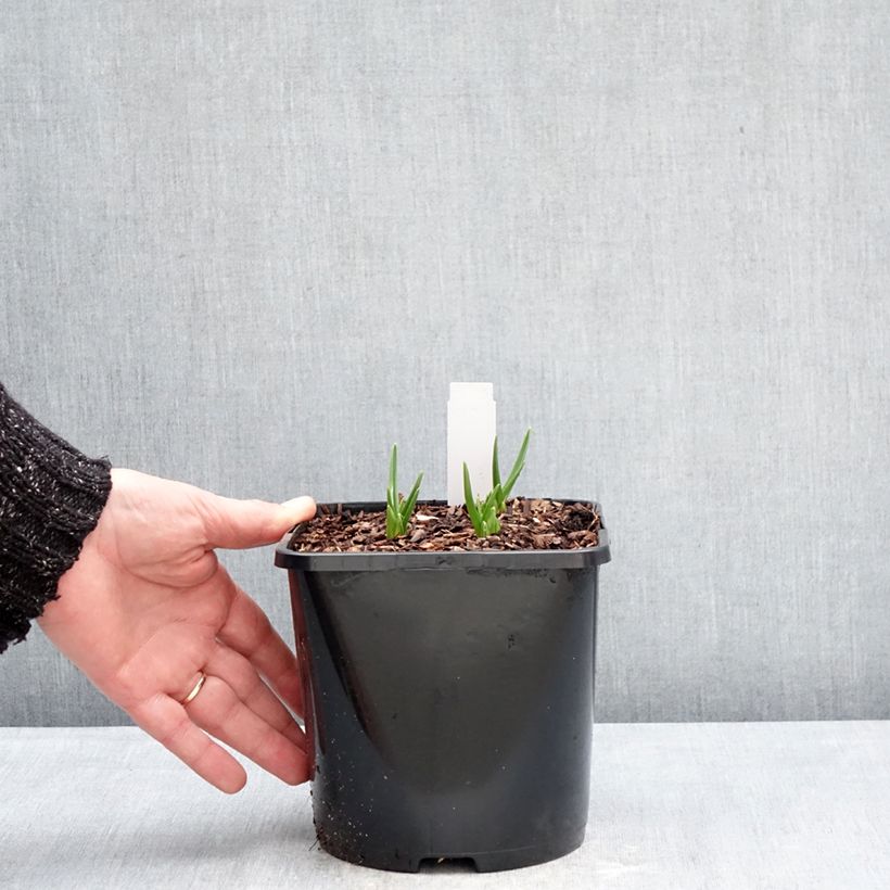 Example of Camassia leichtlinii Silk River Pot de 2L/3L as you get in hiver