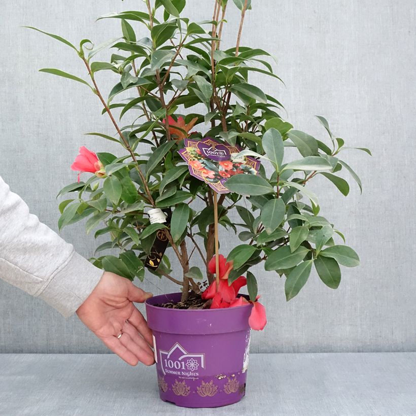 Example of Camélia 1001 Summer Nights Jasmine - Camellia x changii Pot de 3L/4L as you get in printemps