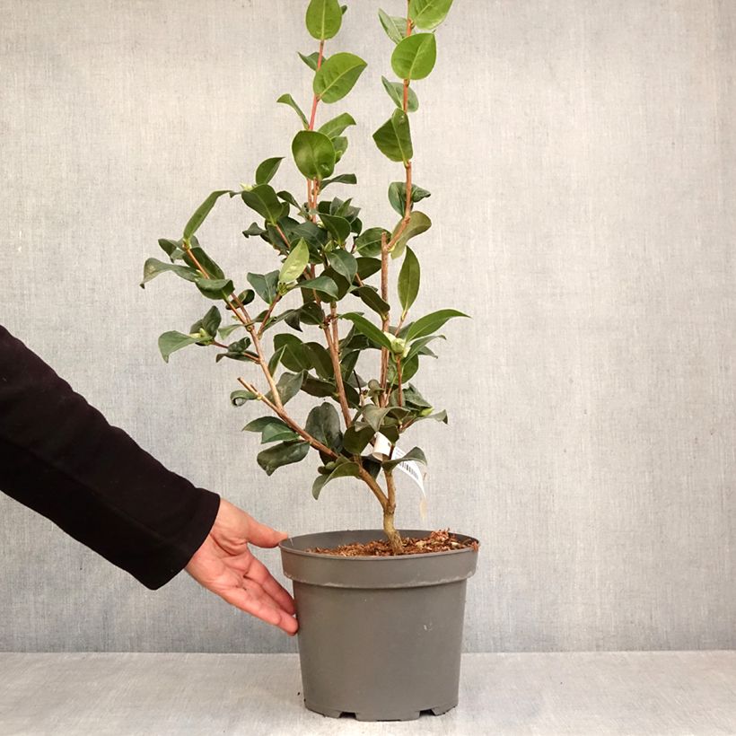 Spécimen de Camélia Anticipation - Camellia x williamsii Pot de 4L/5L tel que livré en automne