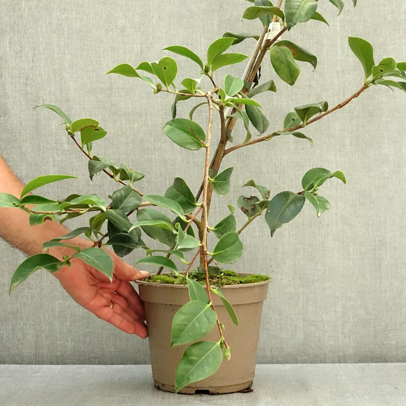 Spécimen de Camélia Baby Sis Pink - Camellia japonica Pot de 4L/5L tel que livré en été
