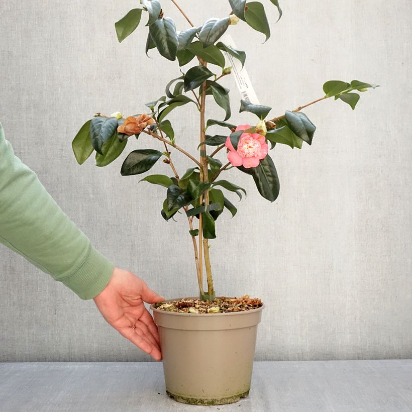 Example of Camélia Baby Sis Pink - Camellia japonica Pot de 4L/5L as you get in hiver