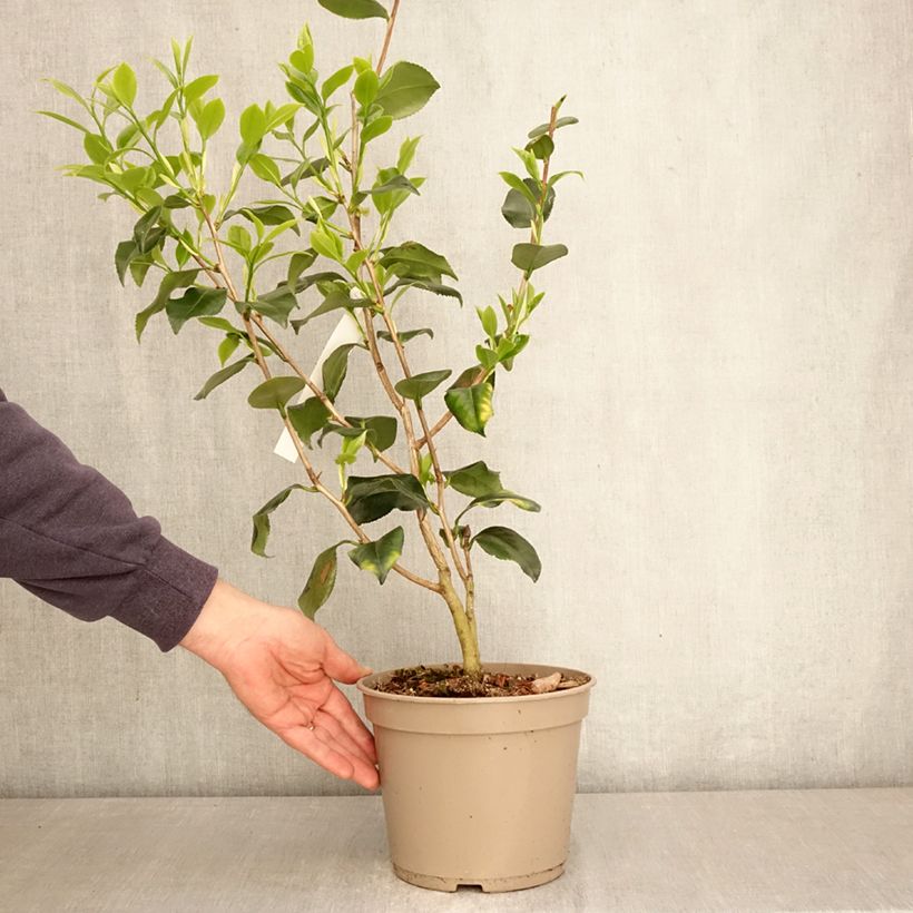 Spécimen de Camélia Betty Foy Sanders - Camellia japonica Pot de 4L/5L tel que livré au printemps
