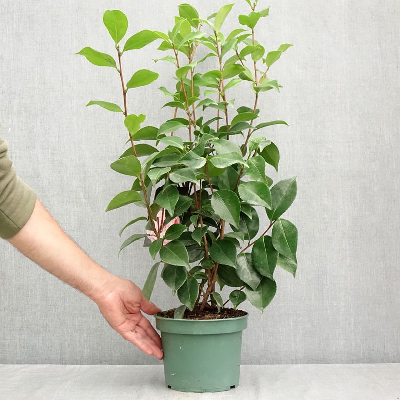 Spécimen de Camélia Bonomiana - Camellia japonica Pot de 3L/4L tel que livré en été