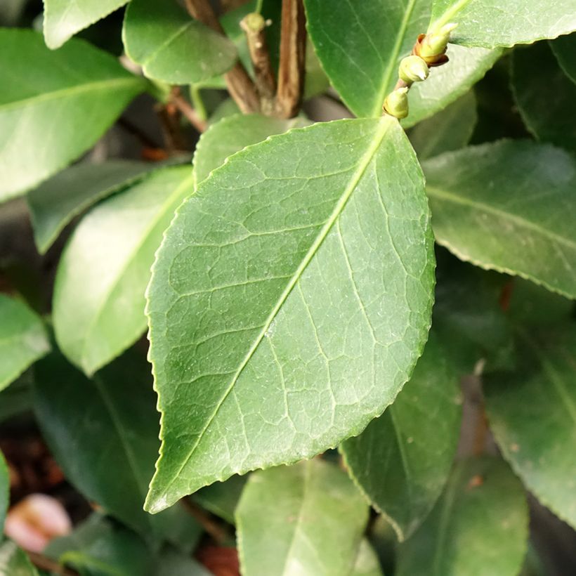 Camélia Bonomiana - Camellia japonica (Feuillage)