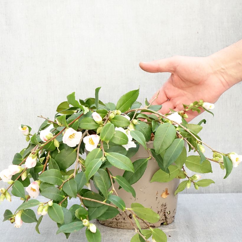 Example of Camélia champêtre - Camellia Quintessence Pot de 4L/5L as you get in hiver